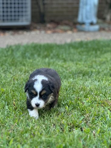 black tri toy australian shepherd