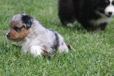 tiny toy australian shepherd female puppy