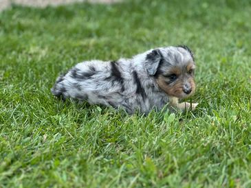 blue merle toy australian shepherd puppy