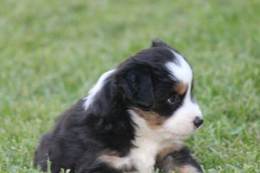 black tri toy australian shepherd puppy