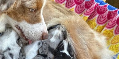 Red Merle AKC Miniature American Shepherd ASDR Miniature Australian Shepherd