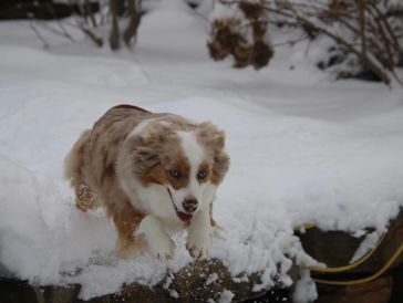 red merle miniature australian shepherd playing in snow MarLoWin's I Like My Toast Buttered 