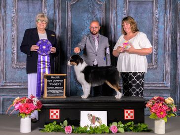 Win photo MASCUSA 2025 Nationals black tri Miniature Amerian Shepherd