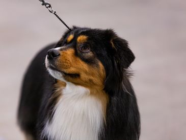 MarLoWin's Herd About the Yeti black tri miniature american shepherd