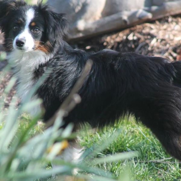 Toy Australian Shepherds - Double H Toy/Mini Farm