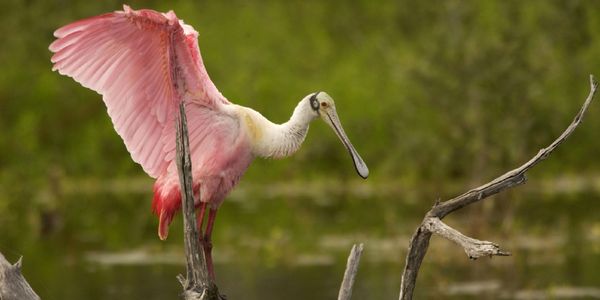 spoonbill bird