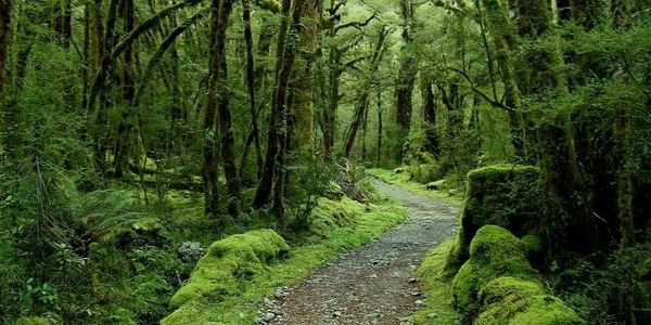 Healing from depression, using somatic and attachment-based healing through a trauma-informed lens. 