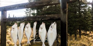 Multiple halibut charters run daily throughout the year in the Cook Inlet.