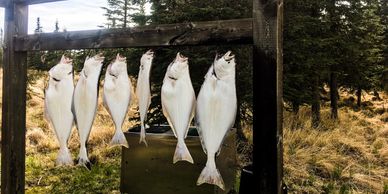 Multiple halibut charters run daily throughout the year in the Cook Inlet.