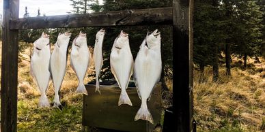 Multiple halibut charters run daily throughout the year in the Cook Inlet.