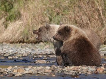 Flyout charters for bear viewing is very popular and affordable. 