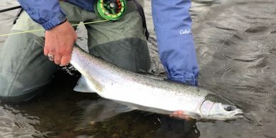 A steelhead caught on the Anchor River