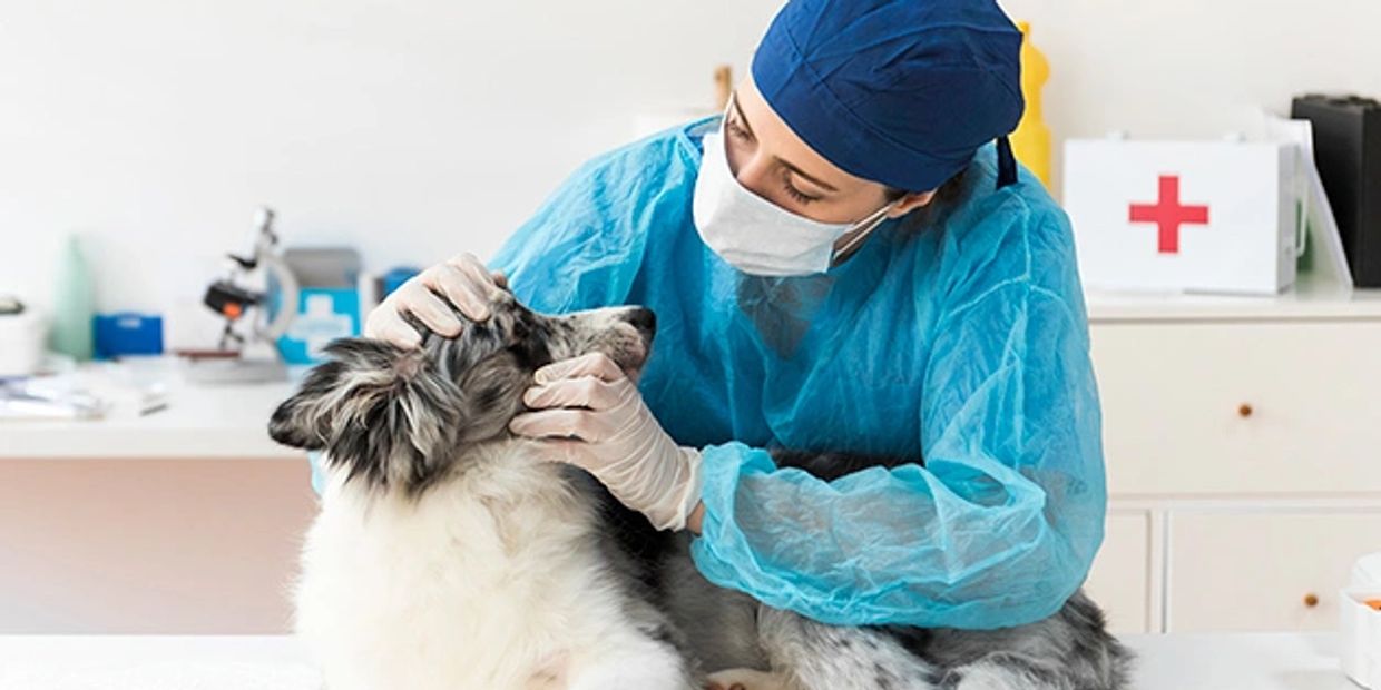 Veterinarian examines a dog with care and protective gear.