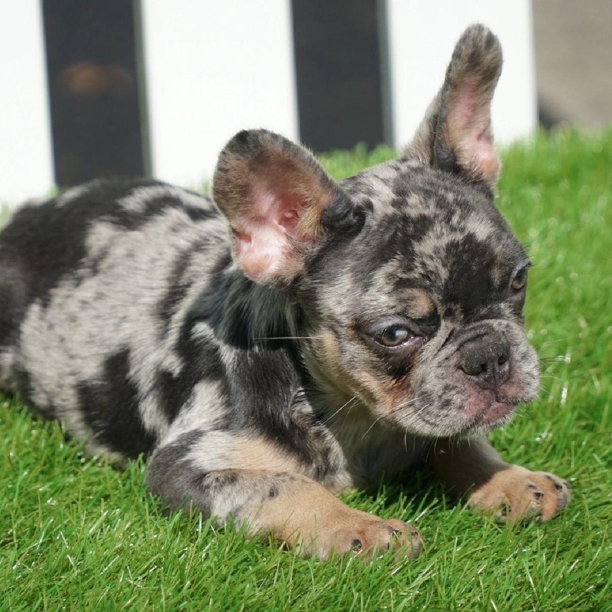 Chocolate Covered Frenchies - Frenchie Puppies for Sale, French Bulldog ...