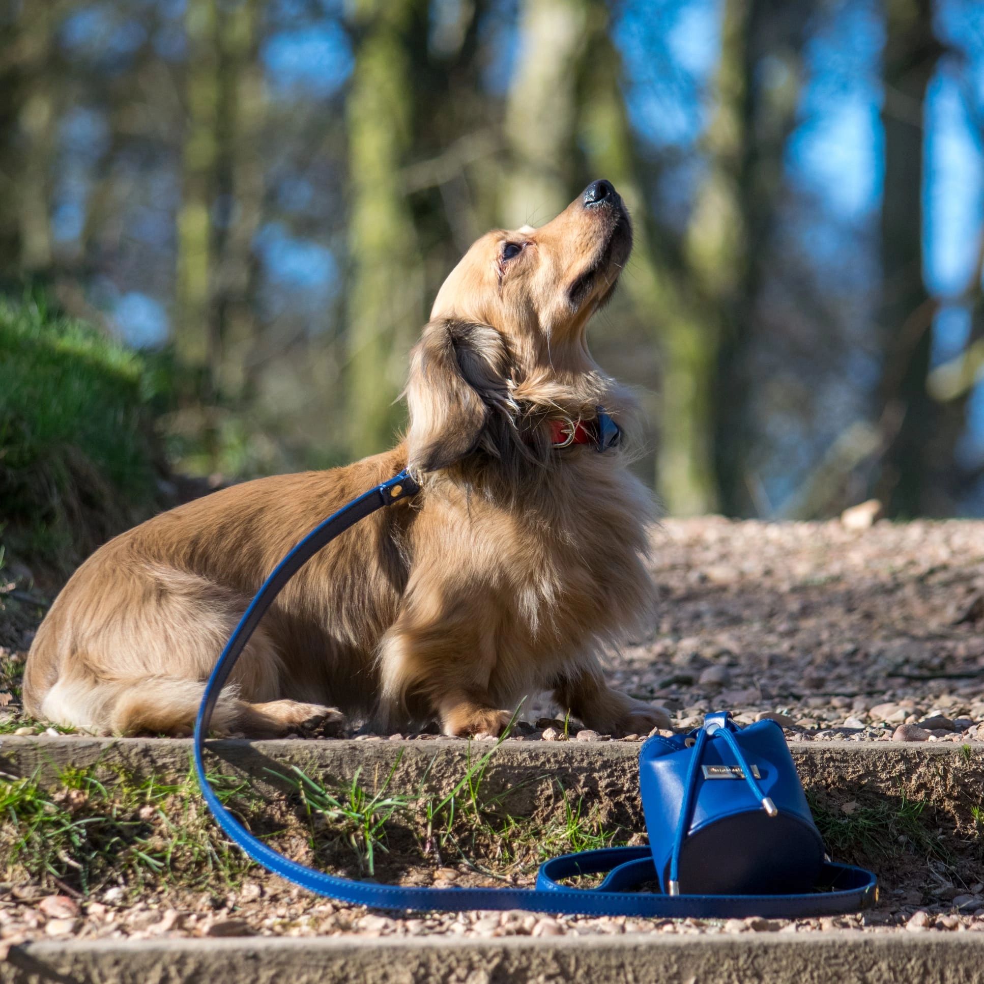 Pampered Paws Discover The Secret To A Gleaming Dog Without Leaving Home - p8kngul