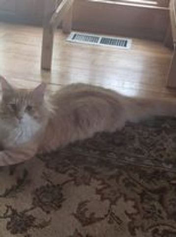 Fluffy cat lounging on a patterned carpet in a cozy room.