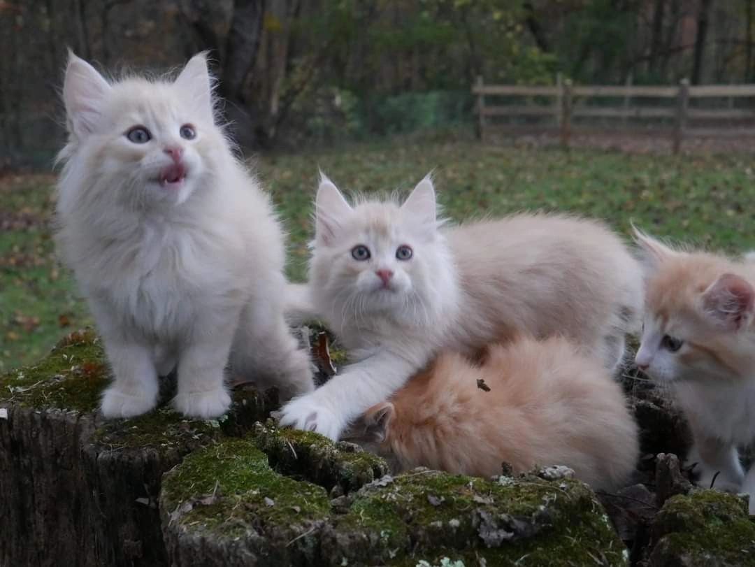 norwegian forest cat kitten white