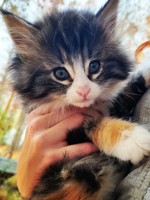 Norwegian Forest Cat Adoption: Norwegian Forest Cat Kittens for