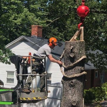 Tree climber setting up rigging for crane-operated tree removal