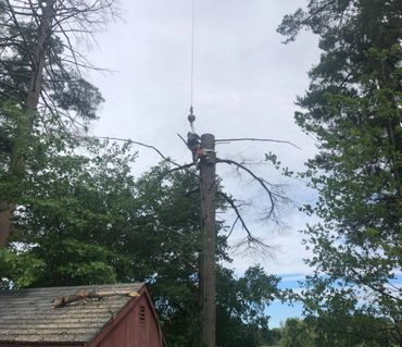 Tree climber removing large tree with crane