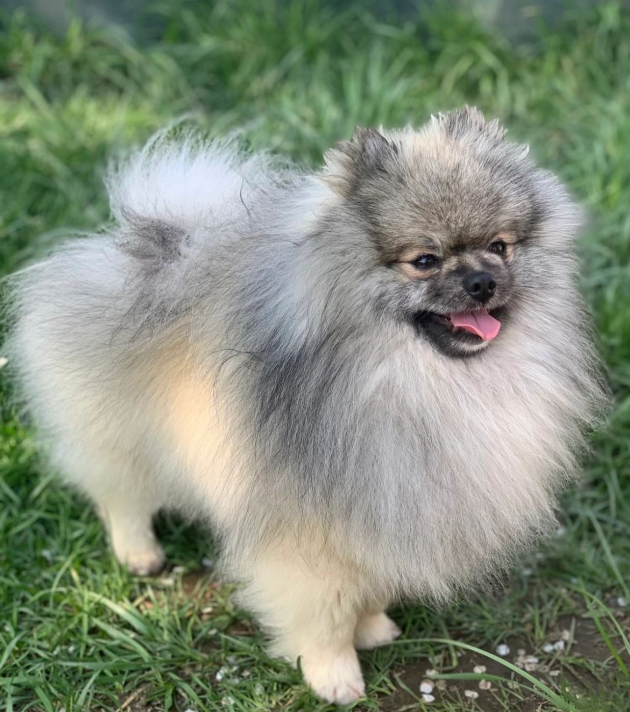 Pomeranian, Pomeranians Cindy's Pomeranians Kansas City, Missouri