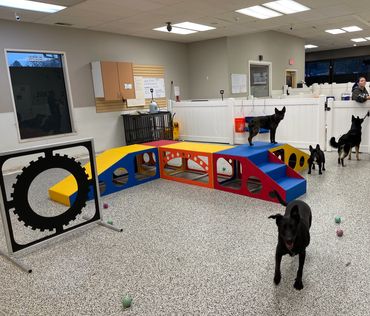 Interactive doggie daycare class focused on dog socialization
