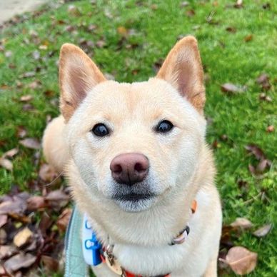 Basil the snuffle master. ￼, By Norman's Dog Day Care