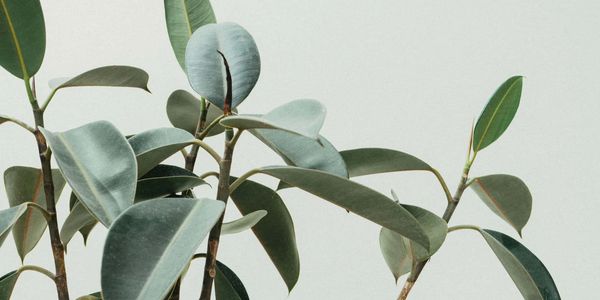 Close-up of green rubber plant leaves against a plain background.