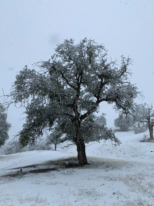 Snowy tree