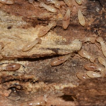 Termite infested wood 