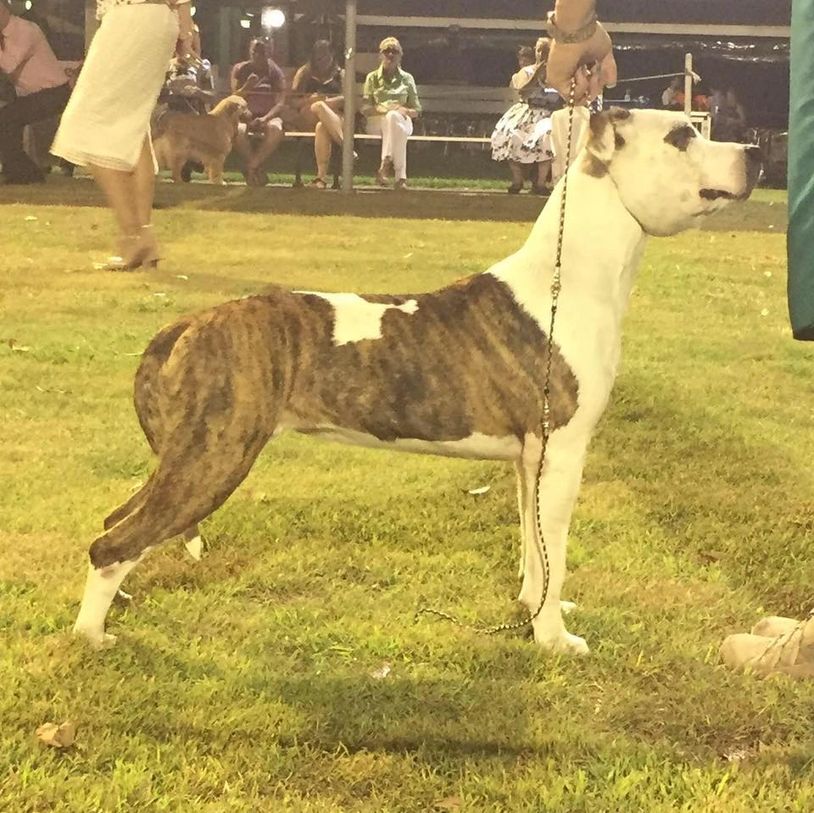 Brindle and white dog standing alert on grass.
