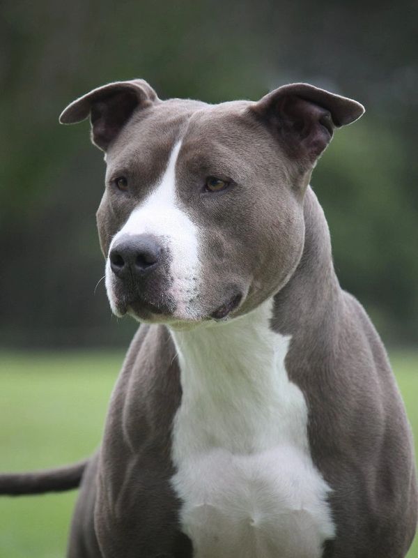 Serious gray and white dog outdoors.