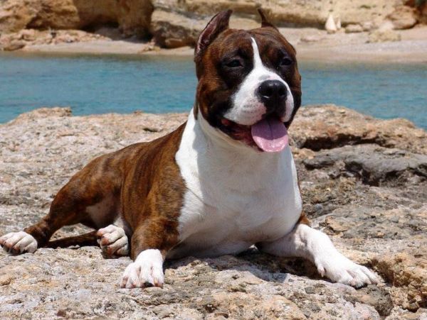 Brown and white dog resting on rocky shore.