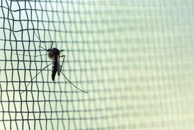 mosquito on screen