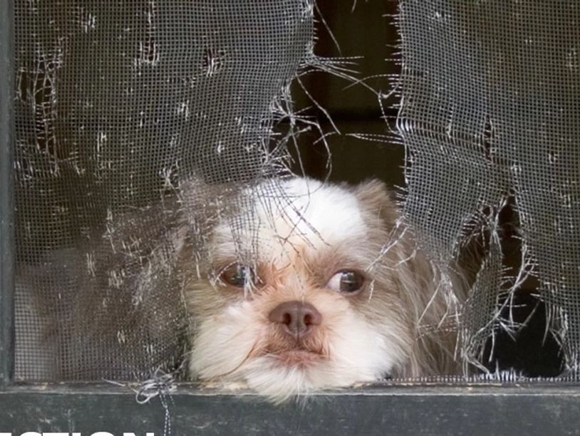 dog looking through window screen in Lemont