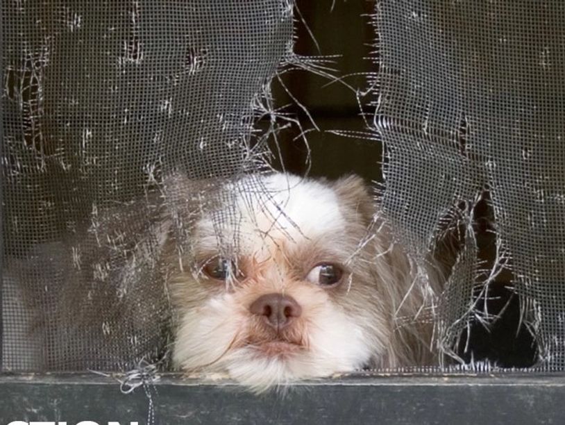 dog looking through window screen in Wheaton