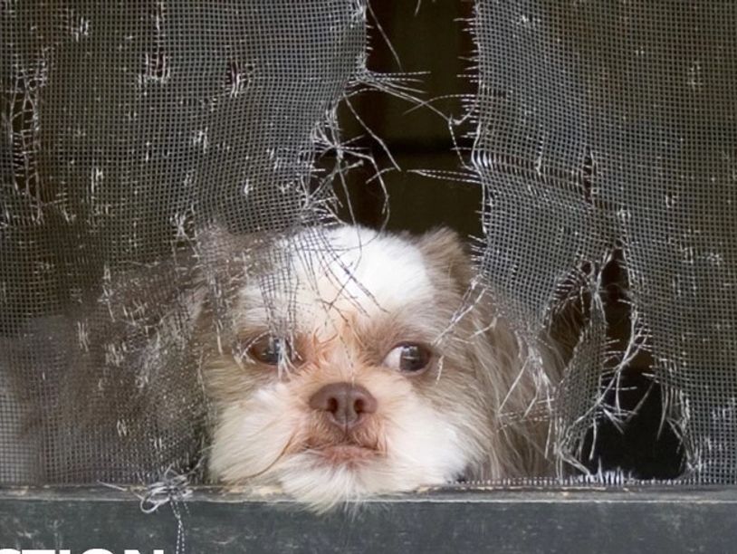 dog looking through window screen in Aurora IL
