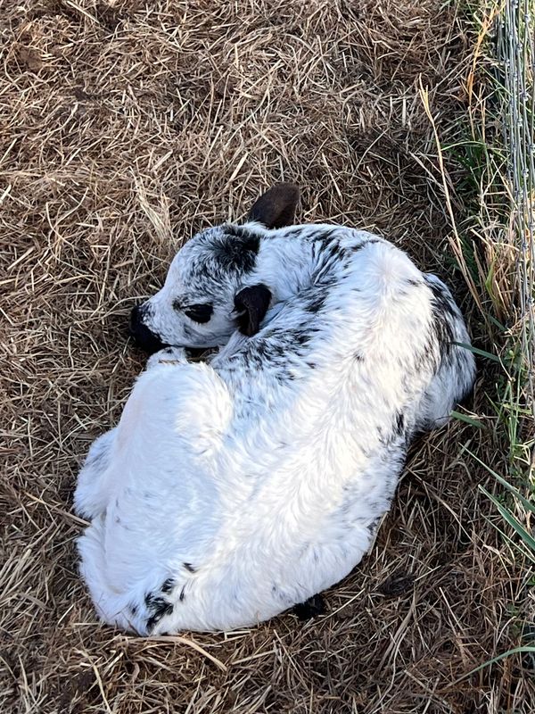 Our new heifer born on March 23! She is adorable!