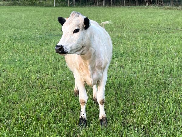 British White heifer