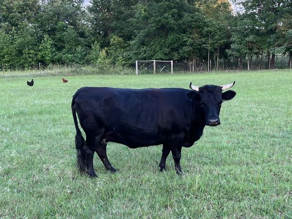 Black dexter cow