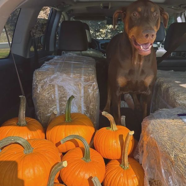 Custom design, pumpkin delivery, halloween, thanksgiving, seasonal decor, concierge pumpkin service