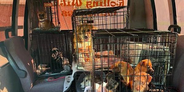 Image of several wire dog crates stacked inside a transport bus - headed to their furever families.