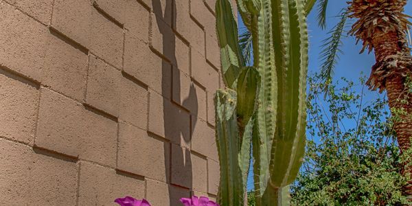 Our desert landscaping 