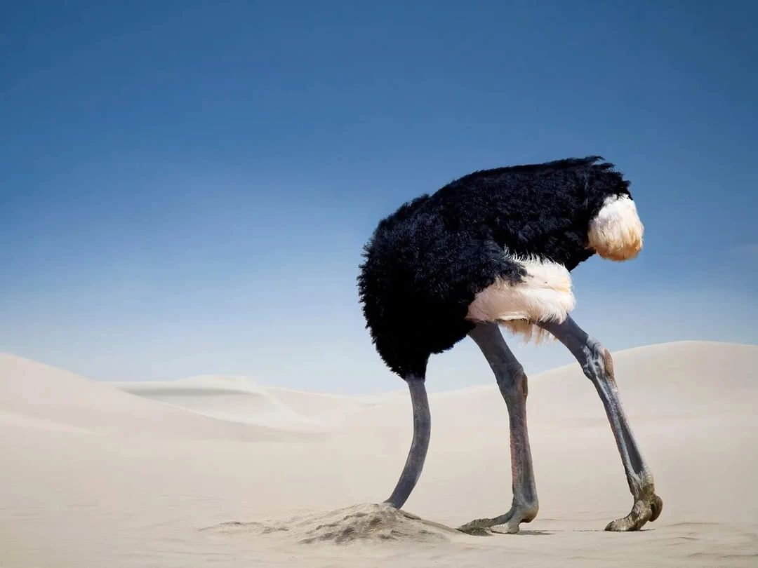 Ostrich with its head buried in the sand in a desert.