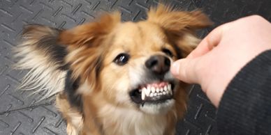 A dog showing its teeth while being offered a treat.