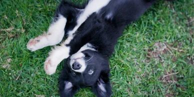 Black and white puppy lying on grass looking up.