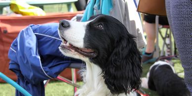 Dog Training , Halifax Dog Trainer