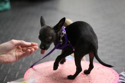 Small black dog with purple harness on a pink platform, interacting with a hand.