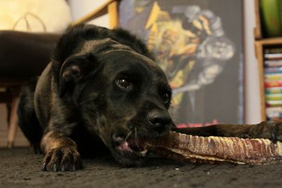 Black dog chewing on a large bone indoors.