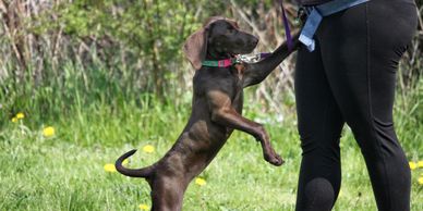 A small dog standing on its hind legs next to a person outdoors.